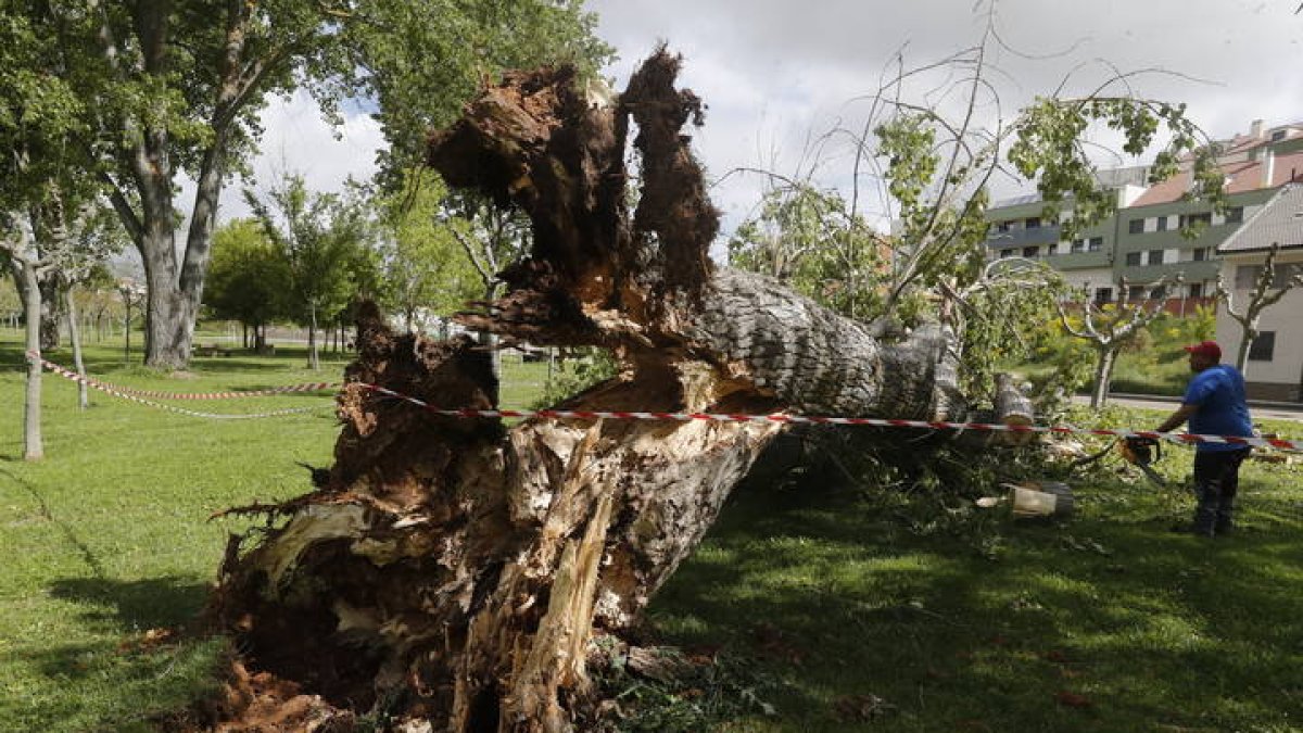 Un árbol en La Virgen del Camino se cayó el pasado mes de debido a los fuertes vientos. RAMIRO