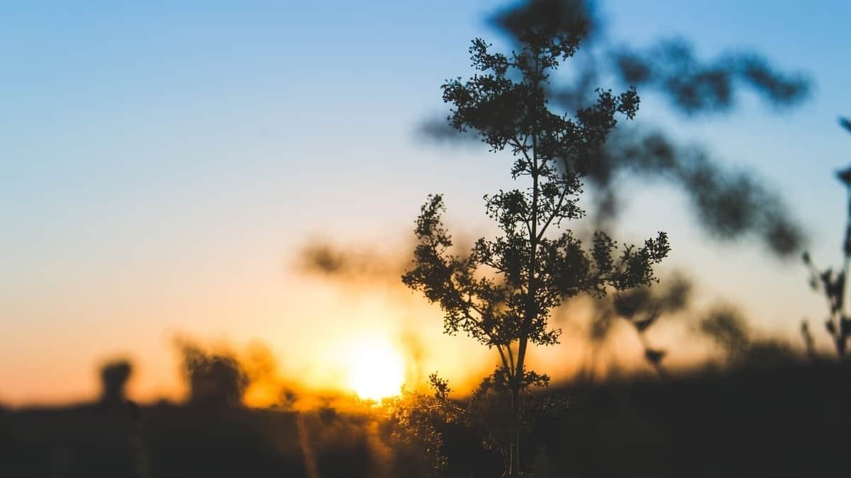 El tiempo en Valdepiélago AEMET Foto: Pexels