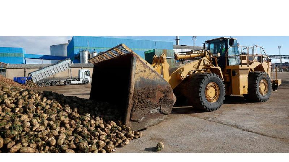 En León, la empresa contrató ese año 300.000 toneladas a cerca de 400 agricultores a los que deberá abonar en total 1,3 millones de euros. JESÚS F. SALVADORES