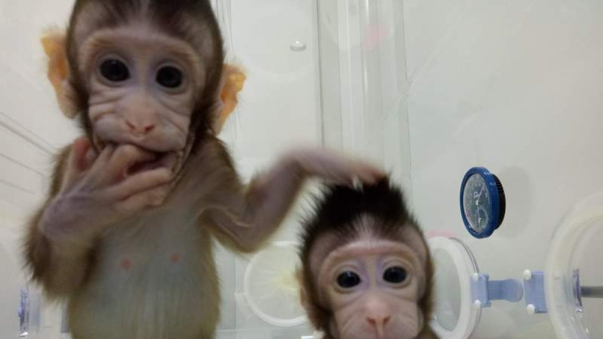 Los dos monos clonados, llamados ‘Zhong Zhong’ y ‘Hua Hua’, en las instalaciones del centro de investigación de primates no humanos de la Academia de Ciencias de China en Shanghai.