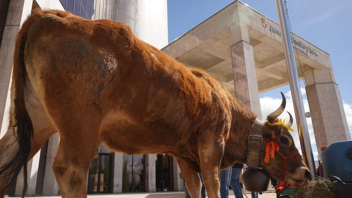 La vaca de Baldomero López frente a la delegación de la Junta de Castilla y León. J. NOTARIO