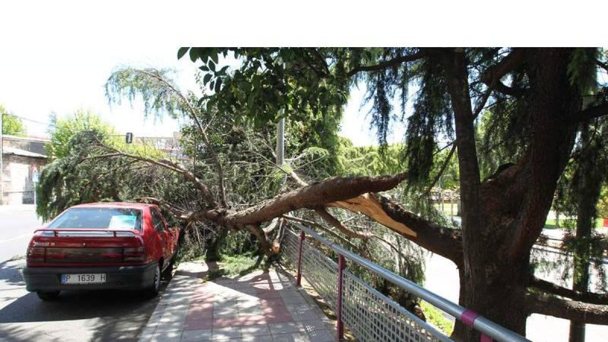 La rama dañó el coche en la avenida de la Facultad.