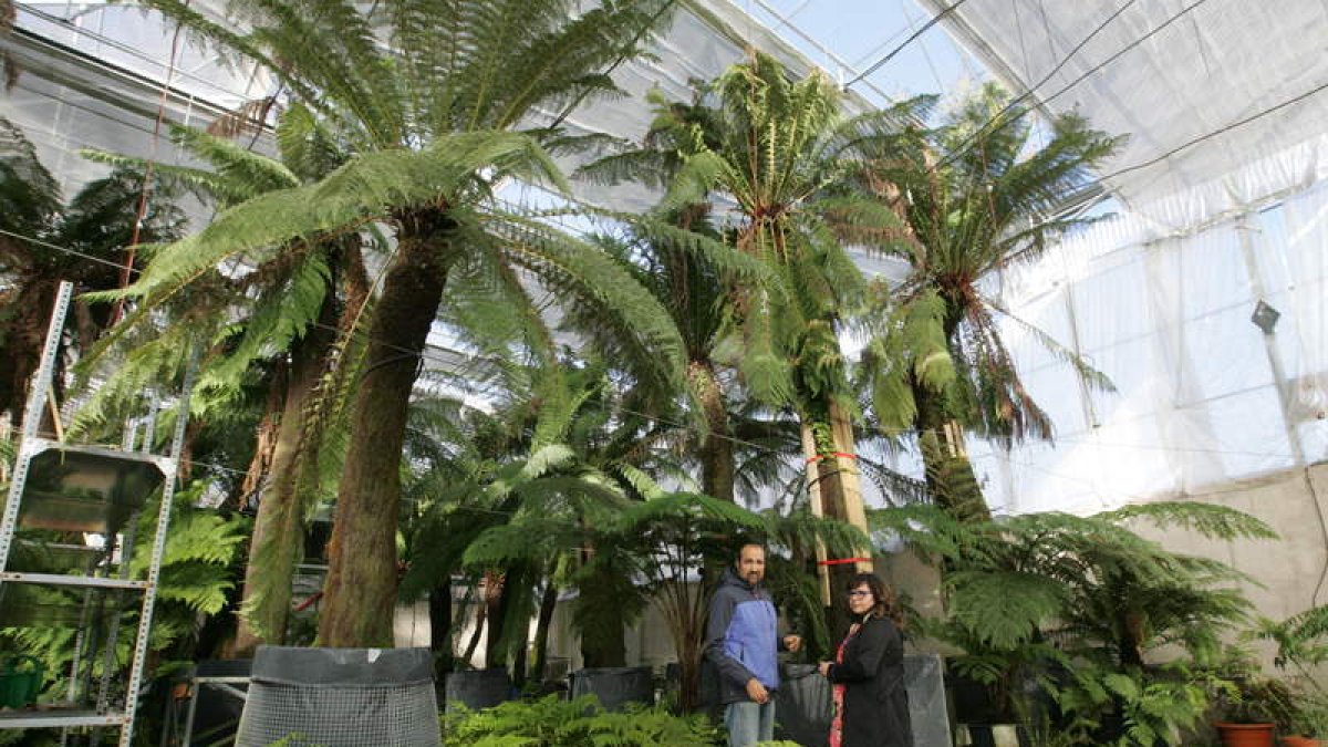 Los helechos como árboles son espectaculares, se encuentran en el vivero de Pobladura y se trasladarán en breve a Ponferrada.