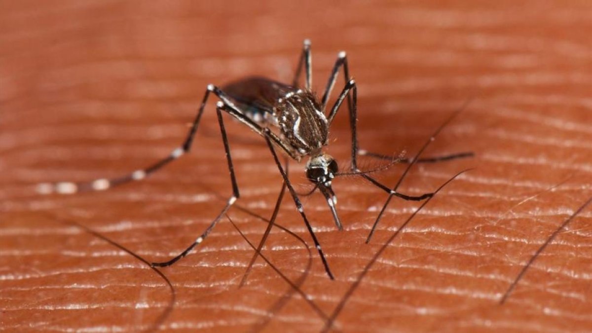 Ejemplar de mosquito de la fiebre amarilla o Aedes aegypti.