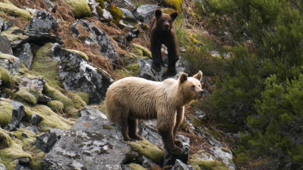 El oso es una de las especies más beneficidas por el corredor .