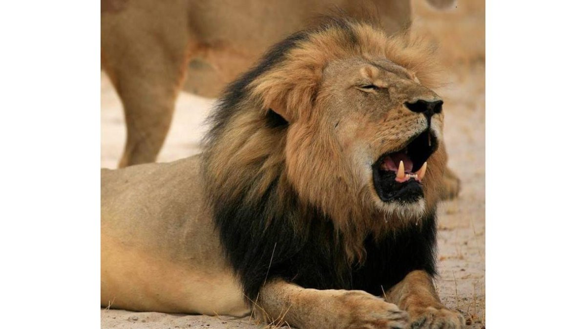 El leoné Cecil, abatido por un dentista estadounidense