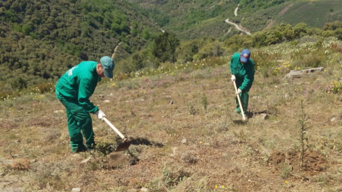Imagen de dos trabajadores contratados en la limpieza de montes en Los Ancares. DL