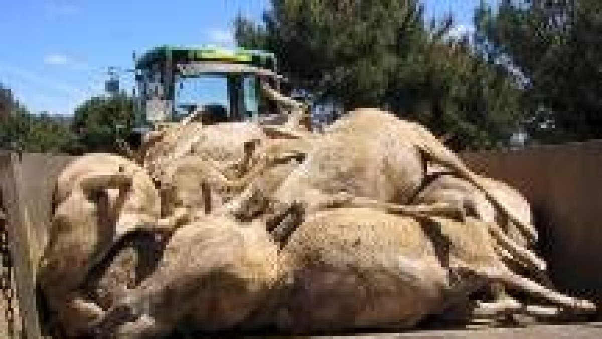 Varias de las ovejas muertas se apilan en un remolque, antes de ser trasladadas para su cremación