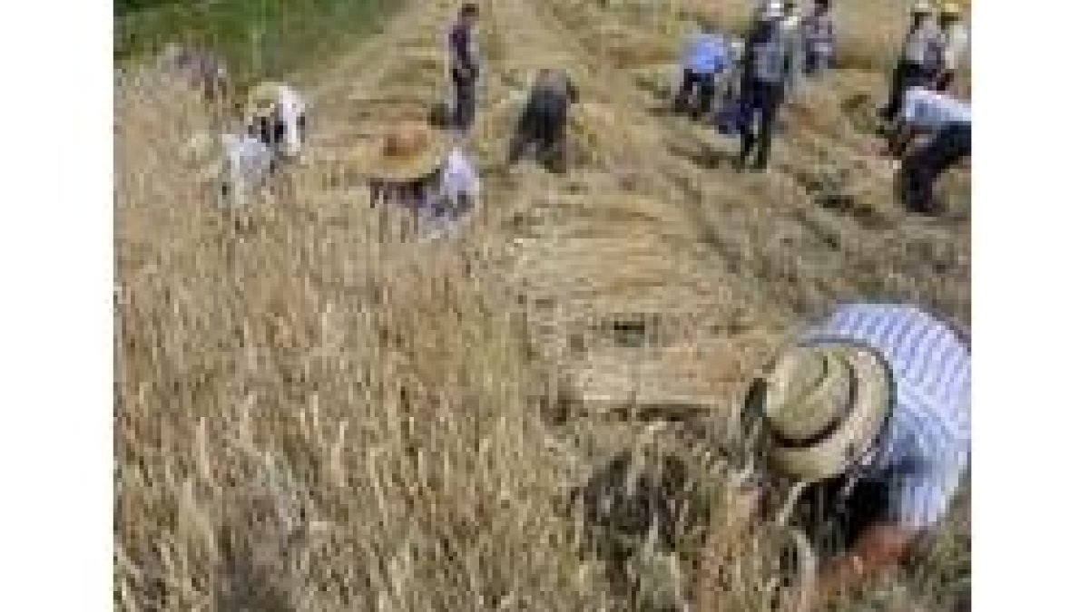 Un grupo de campesinos siega en un campo de trigo