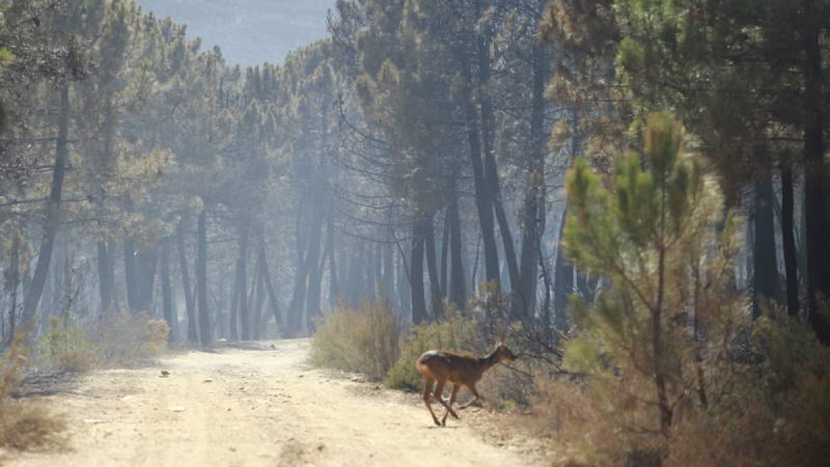 El incendio de Castrocontrigo afectó a las especies que pueblan los montes.