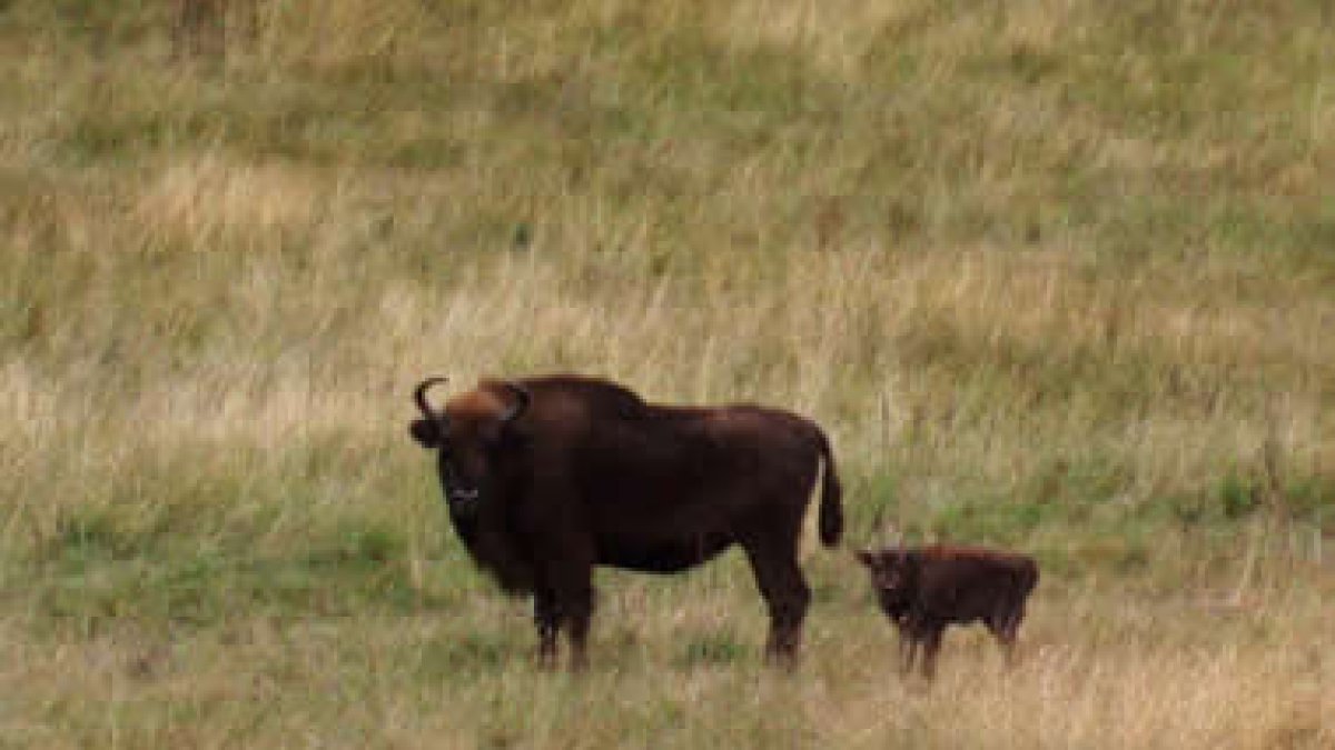 La madre pertenece a una manada salvaje de siete bisontes llegados de los bosques polacos.