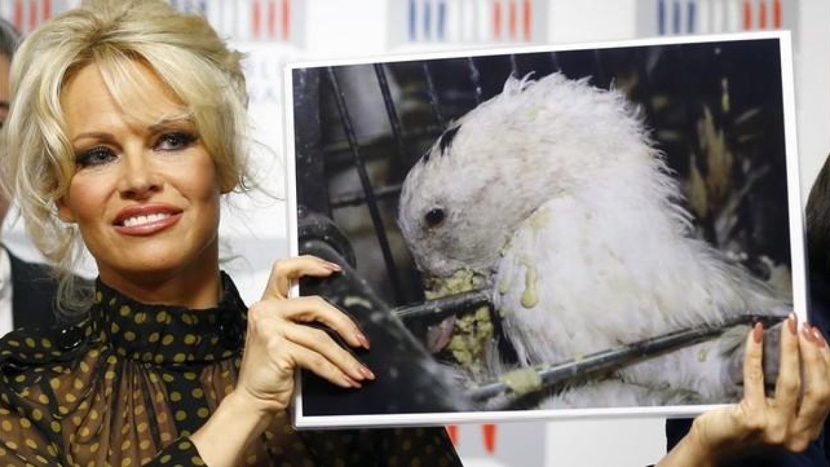 Pamela Anderson muestras fotos de ocas durante su conferencia de prensa en la Asamblea Nacional, en París, este martes.