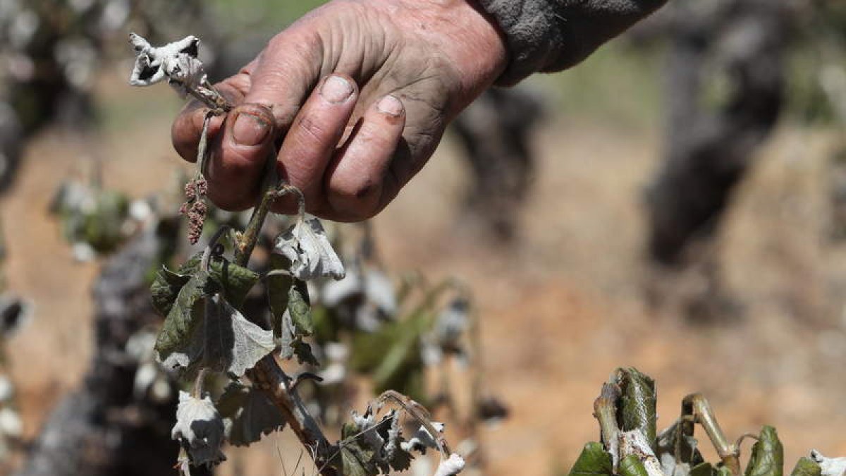 Las heladas diezmaron la producción de vino y fruta en la comarca del Bierzo. L. DE LA MATA