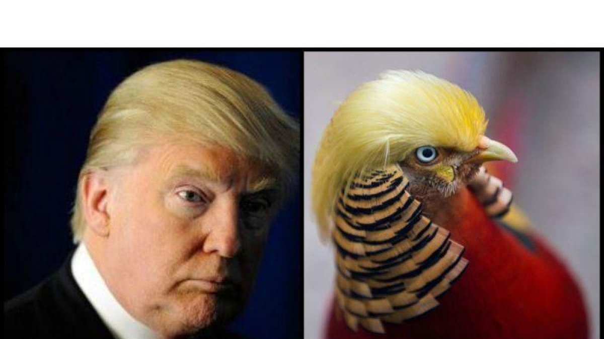 Comparativa entre el faisán chino 'Little Red' y el presidente estadounidense Donald Trump.