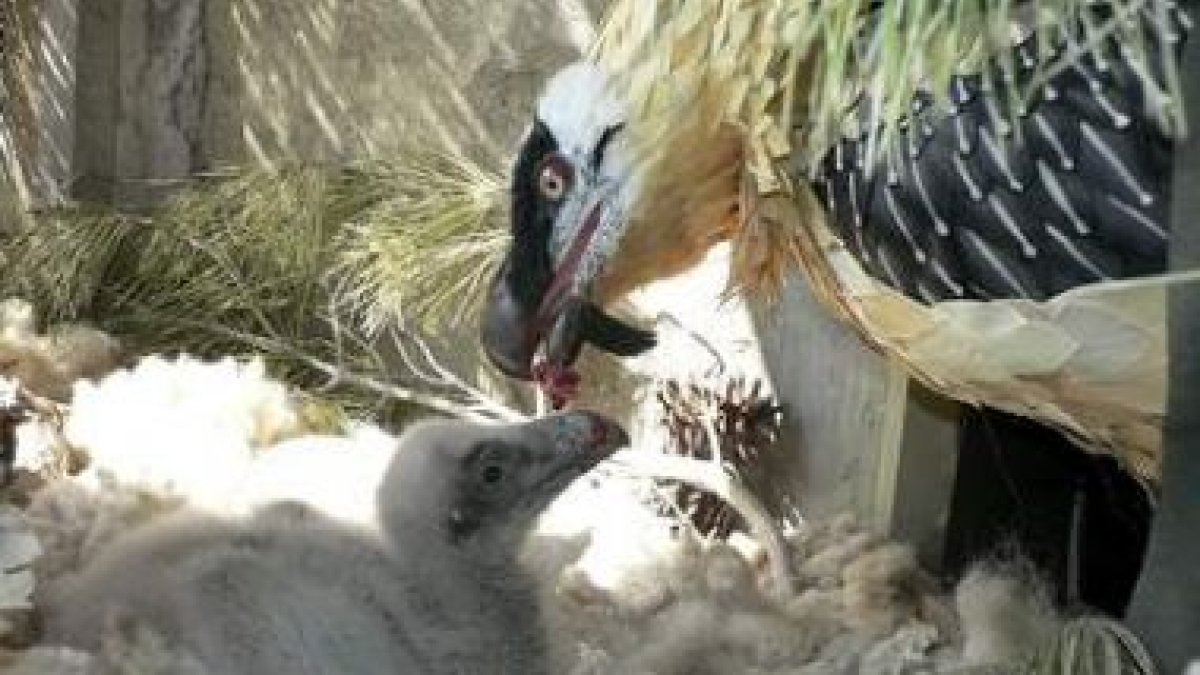 Una cría de quebrantahuesos recibe alimento de su madre, en una imagen de archivo.