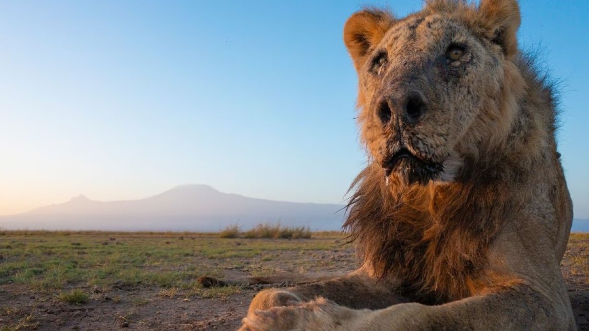 Loonkito, el que era el león en libertad más viejo de África. FACEBOOK LIONGUARDS