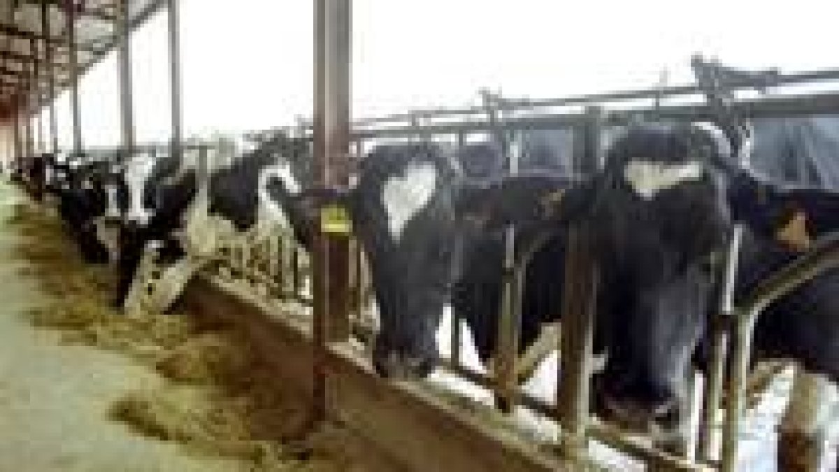 Las explotaciones ganaderas de leche de León son objetivo de las lácteas gallegas