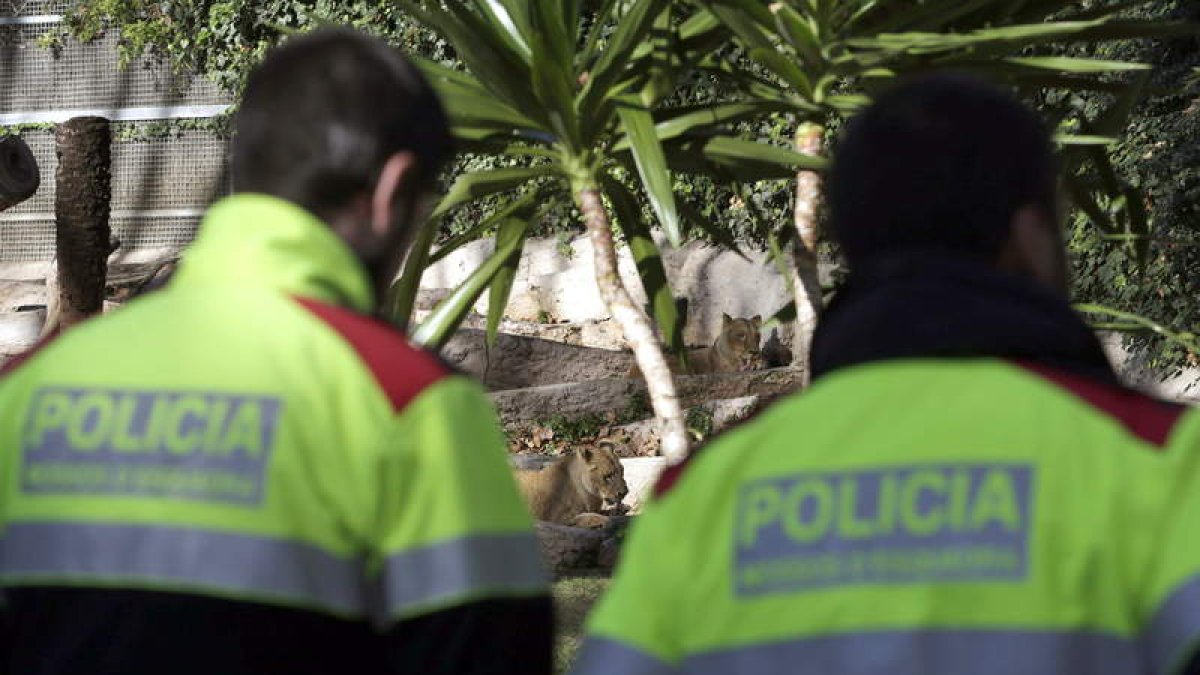 El hombre agredido por varios leones del zoo de Barcelona es un policía en excedencia.