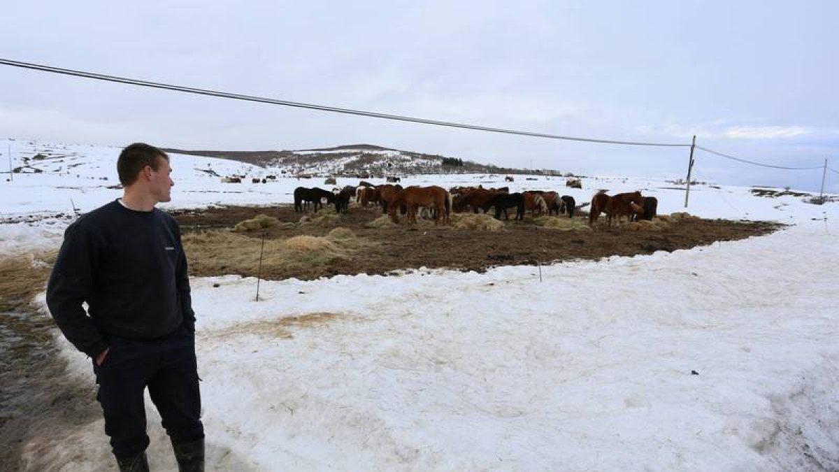 El ganado come en medio de la nieve en la localidad leonesa de Soto y Amío