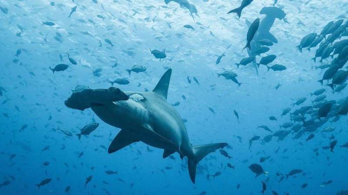 Tiburones martillo en el Parque Nacional Galápagos en la isla de Darwin. EFE
