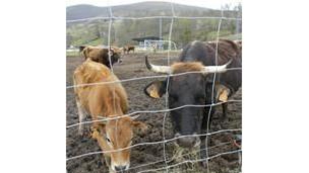 Las vacas son cuidadas por la Junta Vecinal desde hace varios meses