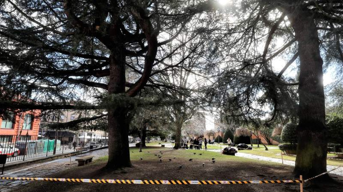 La frondosidad de las copas, a las que se suma la toxicidad de las agujas de los cedros, complica que prenda el césped. RAMIRO