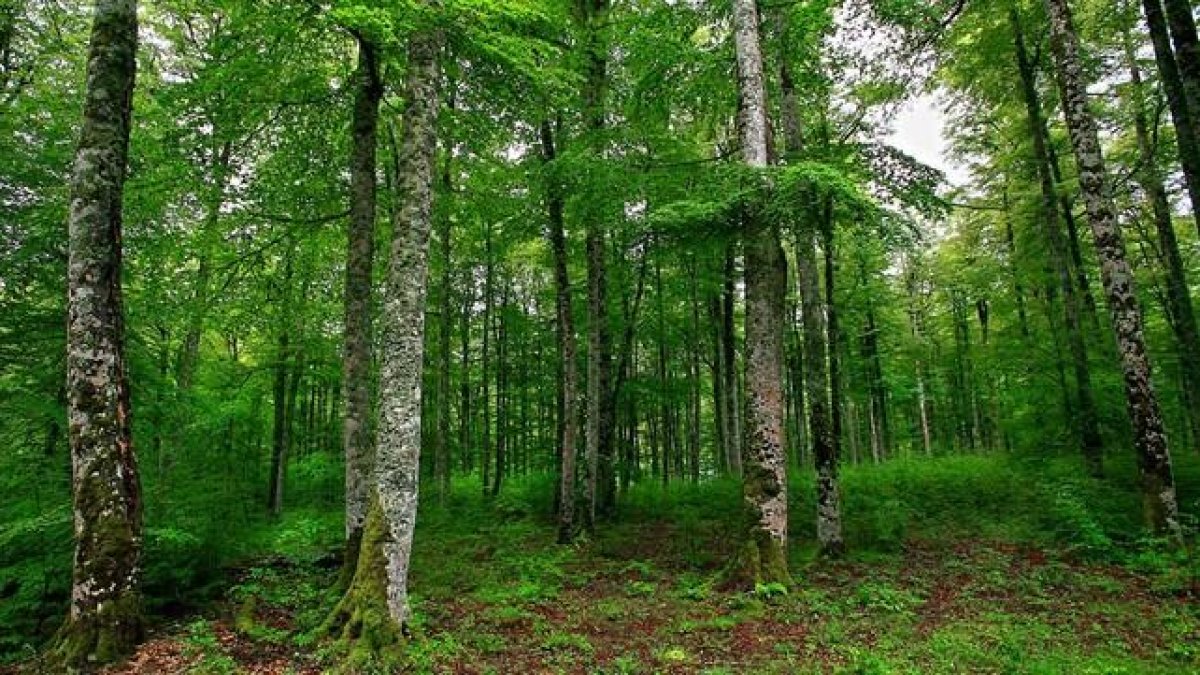 El bosque de Irati, en Navarra, uno de los hayedos mejor consevados de la Península.