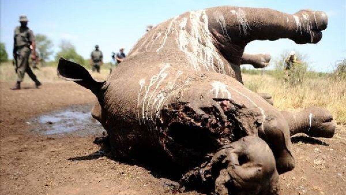 Un rinoceronte hallado muerto y mutilado en el parque nacional Kruger, en Sudáfrica.
