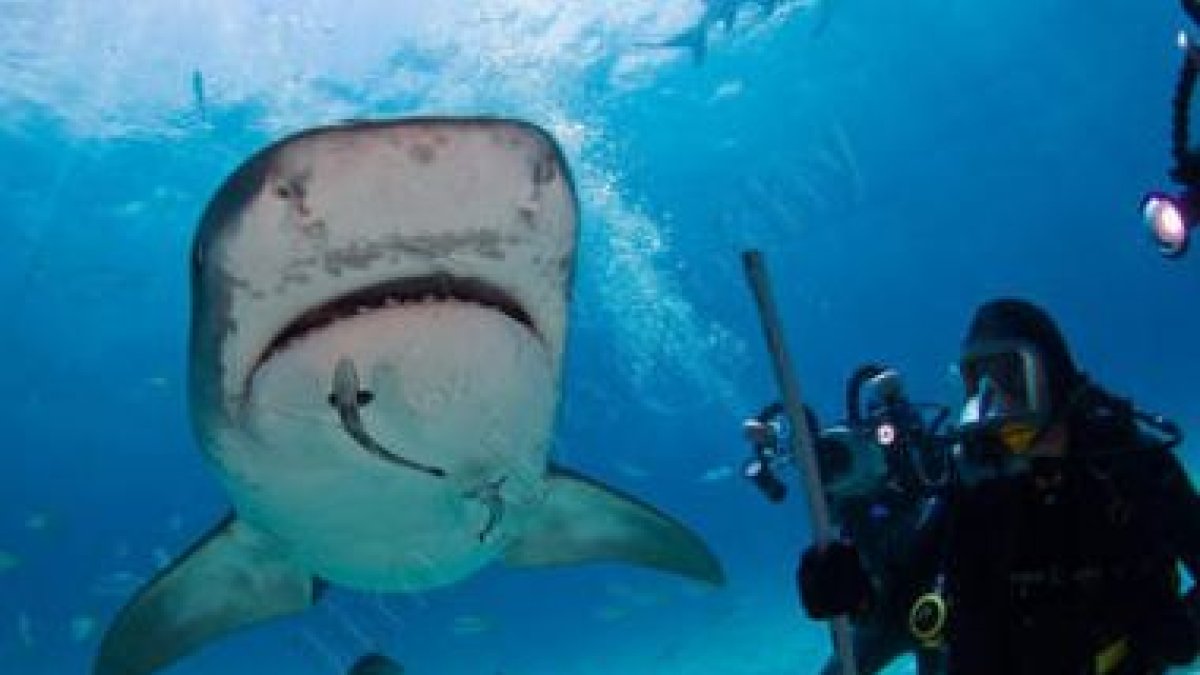 Jesús Calleja, con los tiburones, a unos treinta y cinco metros de profundidad.