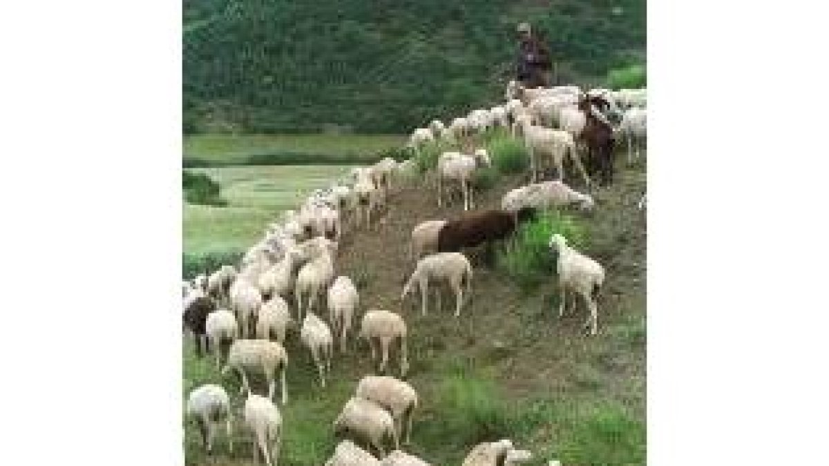 El sector ovino, uno de los que sufrirá retenciones más altas