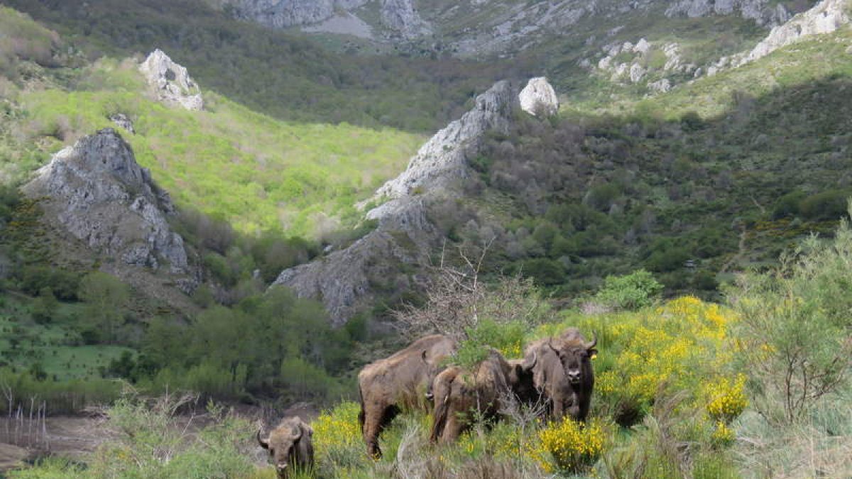 Los bisontes llegaron el jueves al valle de Anciles y estarán en semilibertad. DL