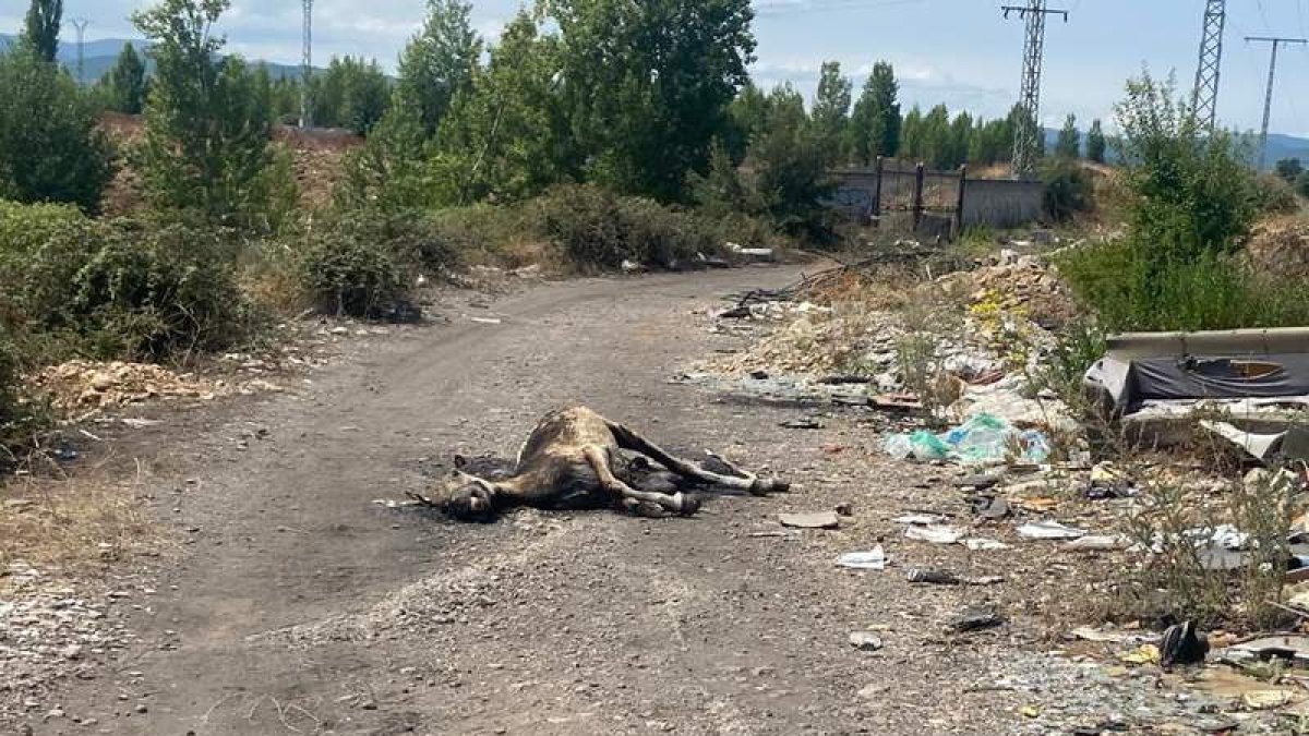 El burro muerto en mitad del camino reposa junto a un lugar ilegal de vertidos. DL