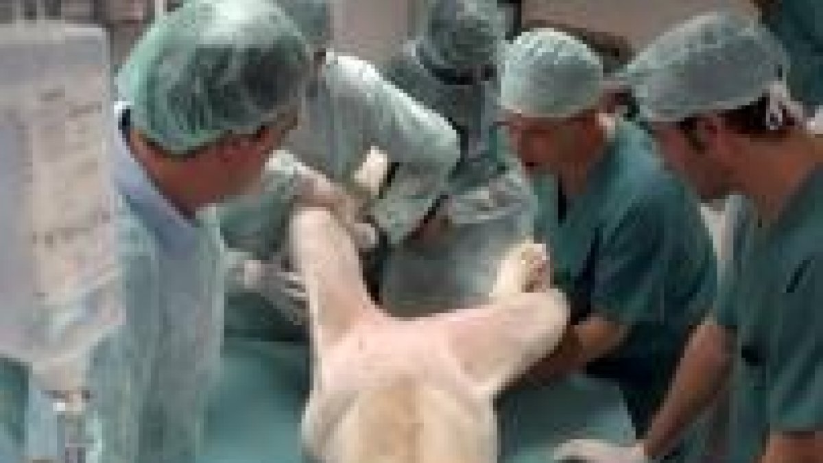 Miembros del equipo veterinario de León realizan la inseminación laparoscópica a la tigresa