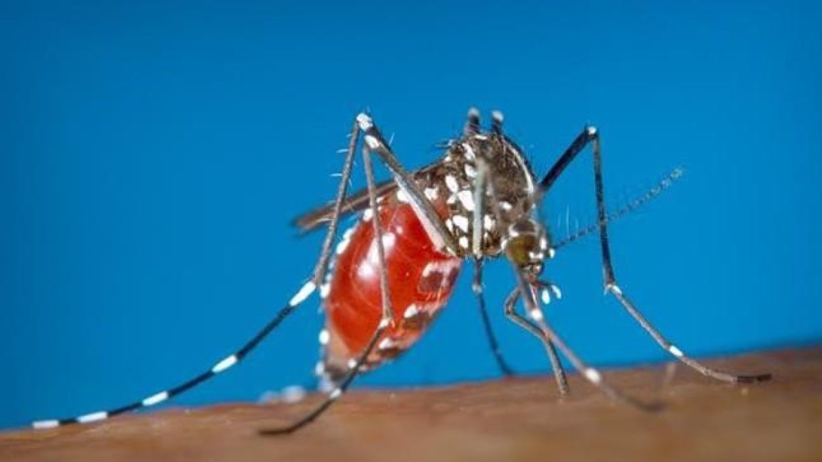 Mosquito edes aegypti, transmisor del virus zika.