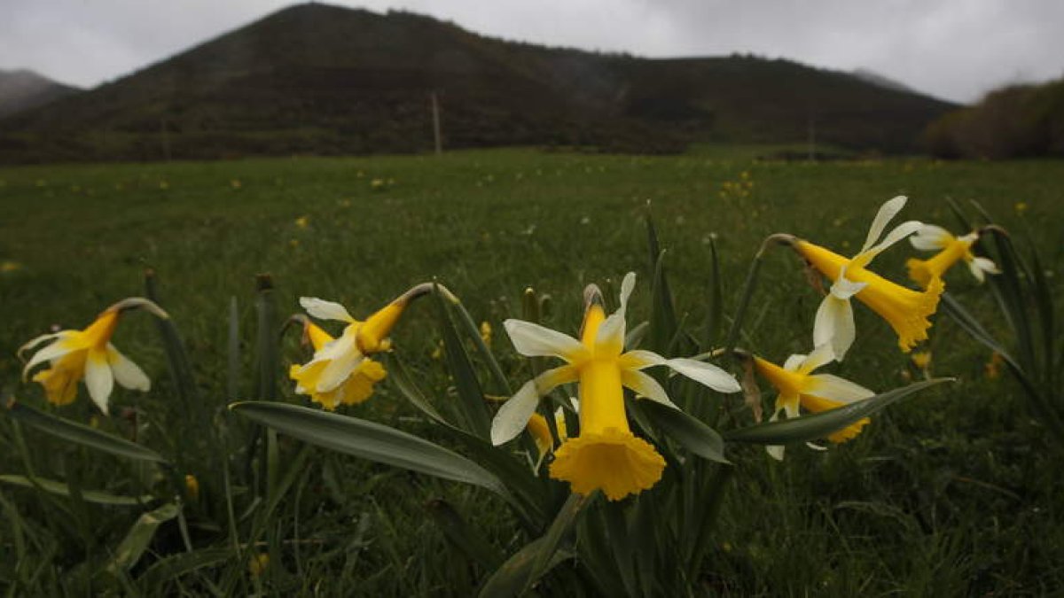 La naturaleza se muestra esplendorosa en Vegacerneja, decorada con capilotes. JESÚS F. SALVADORES