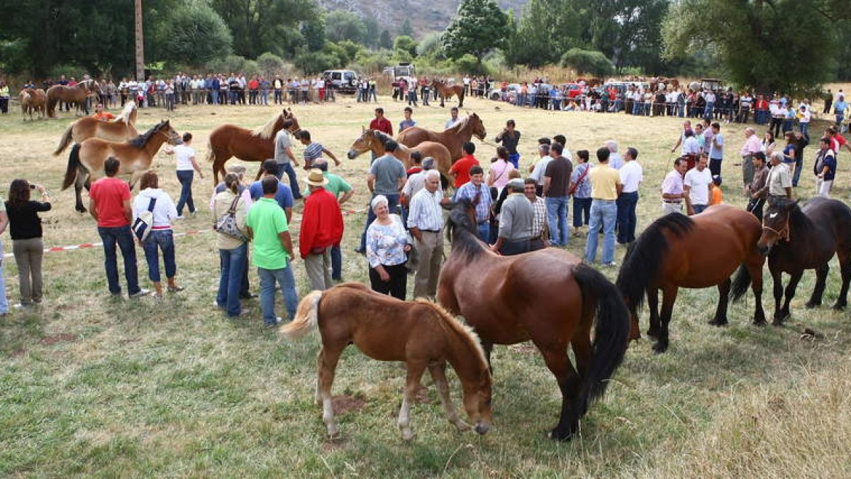 La raza hispano-bretona es típica de León y el norte del país.