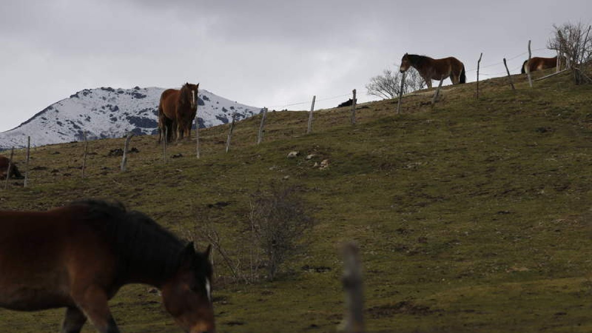 Los ecologistas alegan que no están muy claros los usos agrarios y ganaderos en el nuevo plan.