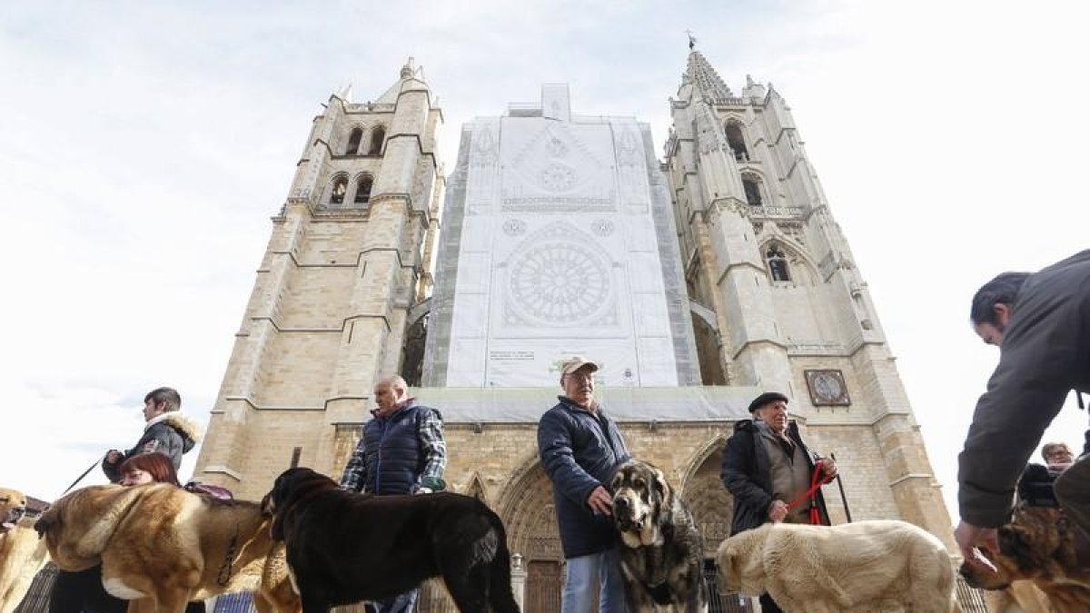 Acto de entrega de premios del Campeonato de León para Mastín 2018 en la plaza de la Catedral.