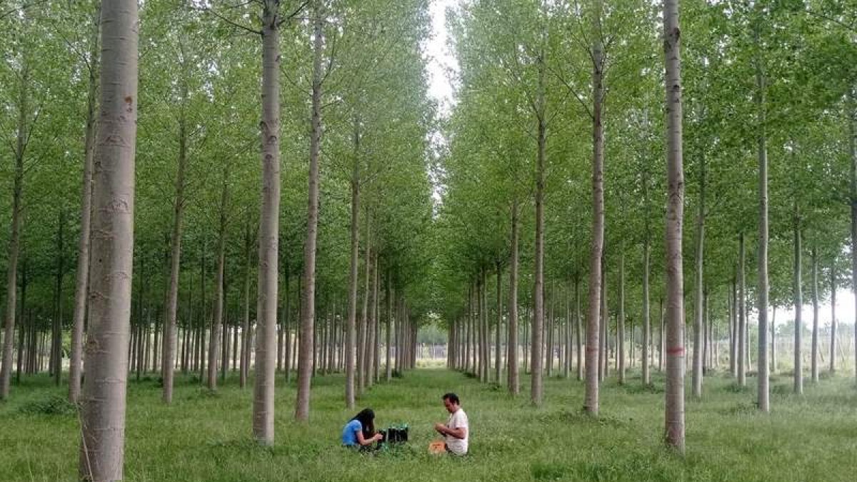 Investigadores del Campus de Ponferrada en una de las choperas objeto de estudio. EIAF