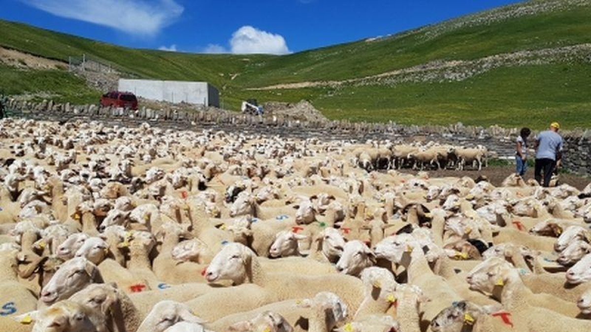 El ganado ovino suele ser víctima propicia para osos y lobos