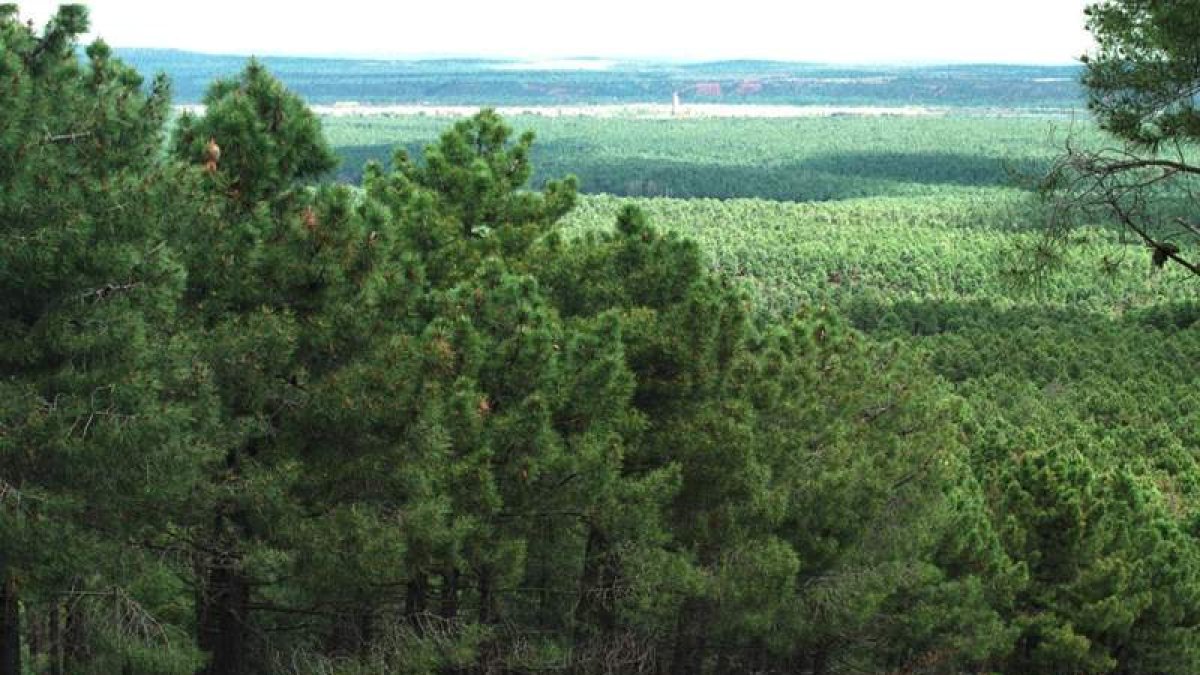 El pinar de Tabuyo del Monte, una de las más imponentes masas forestales de la provincia de León. norberto