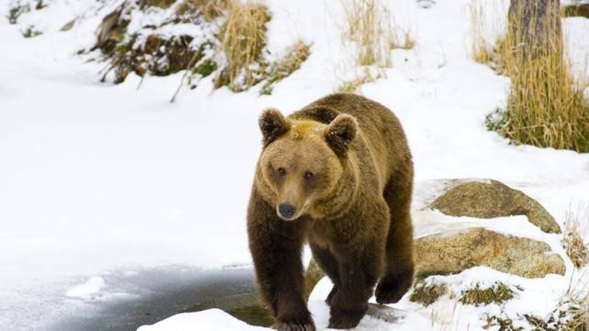 Un oso pardo en los Pirineos nevados.