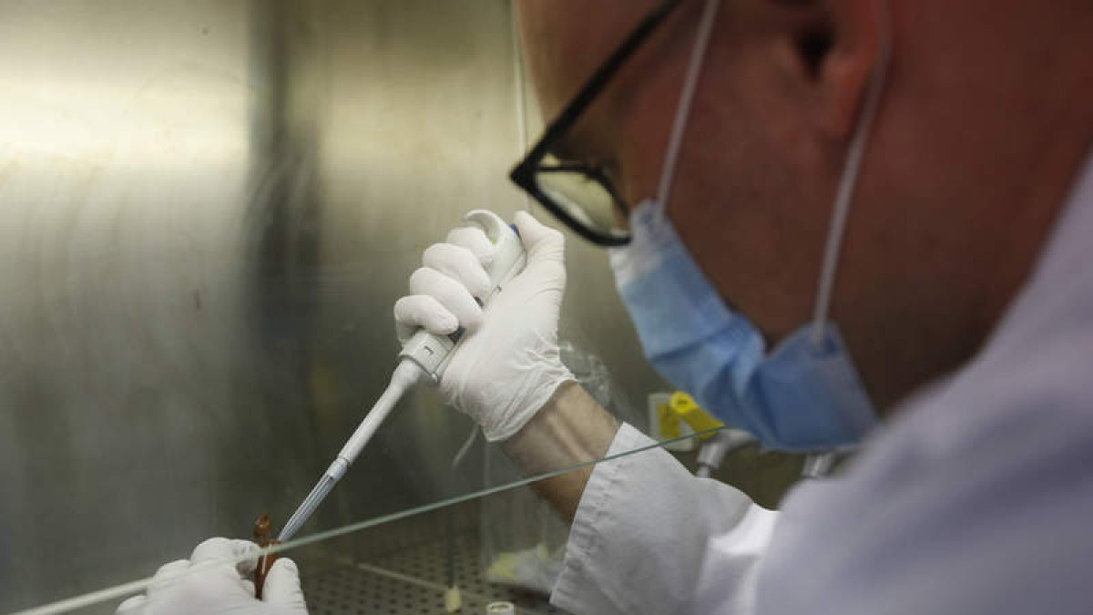 Octavio Rivero en el laboratorio de la Unidad de Investigación del Hospital de León. MARCIANO PÉREZ