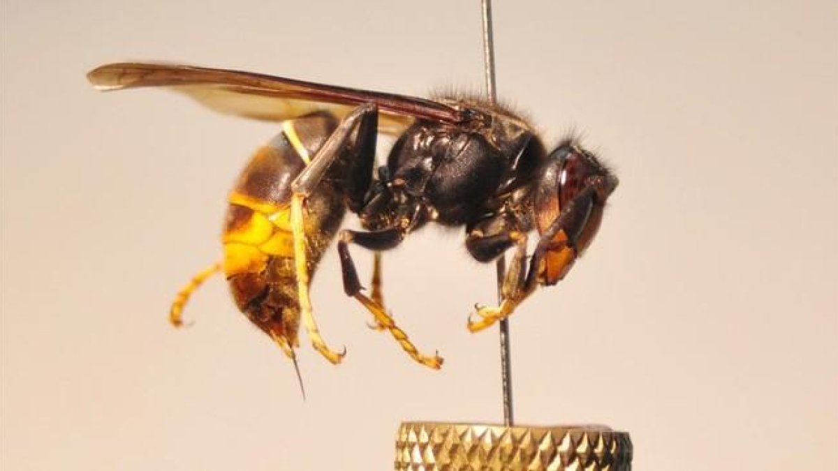 Un ejemplar de avispa asiática (vespa velutina), conocida también como avispa asesina