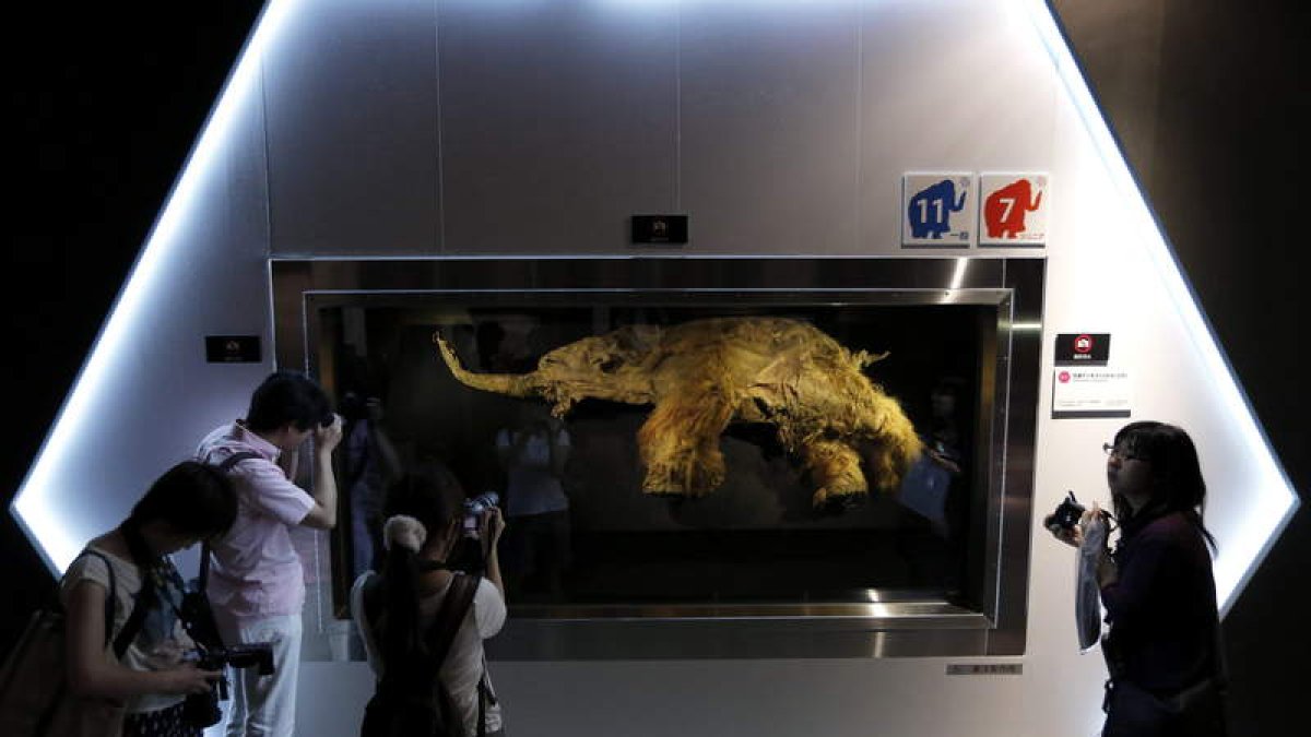Un mamut lanudo, en una exposición en Yokohama, Japón KIYOSHI OTA