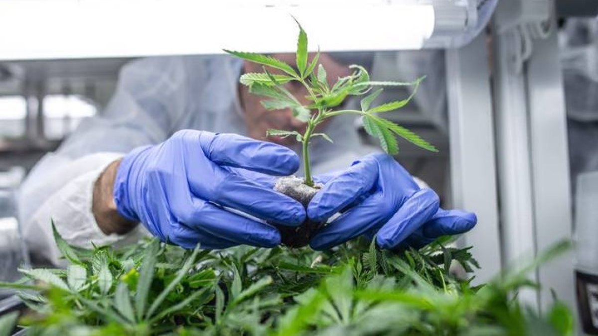 Plantas de cannabis destinadas a uso medicinal. BEA KALLOS