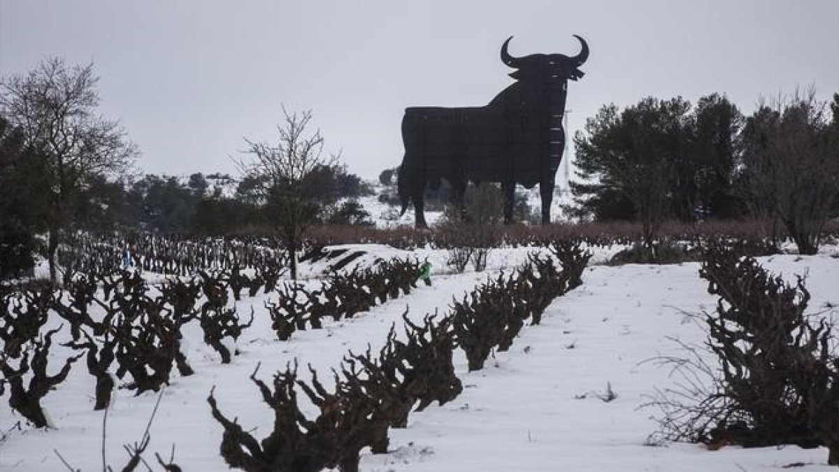 Un toro, ante un viñedo nevado en Valencia.