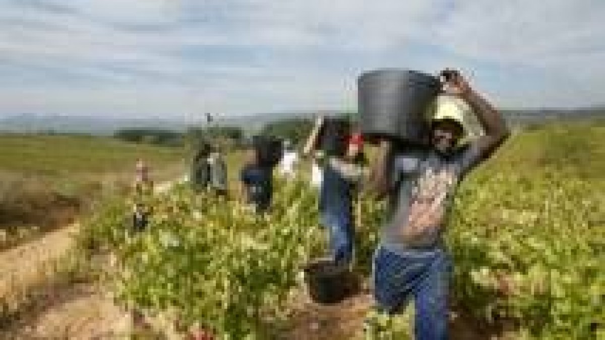Trabajadores extranjeros, durante la temporada de vendimia en el Bierzo
