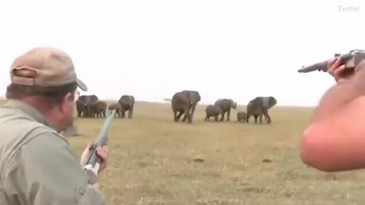Cazadores disparan un elefante, lider de una manada y estos se revuelven