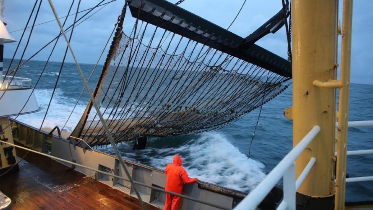 Pesquero holandés con redes equipadas con electrodos en el Mar del Norte.
